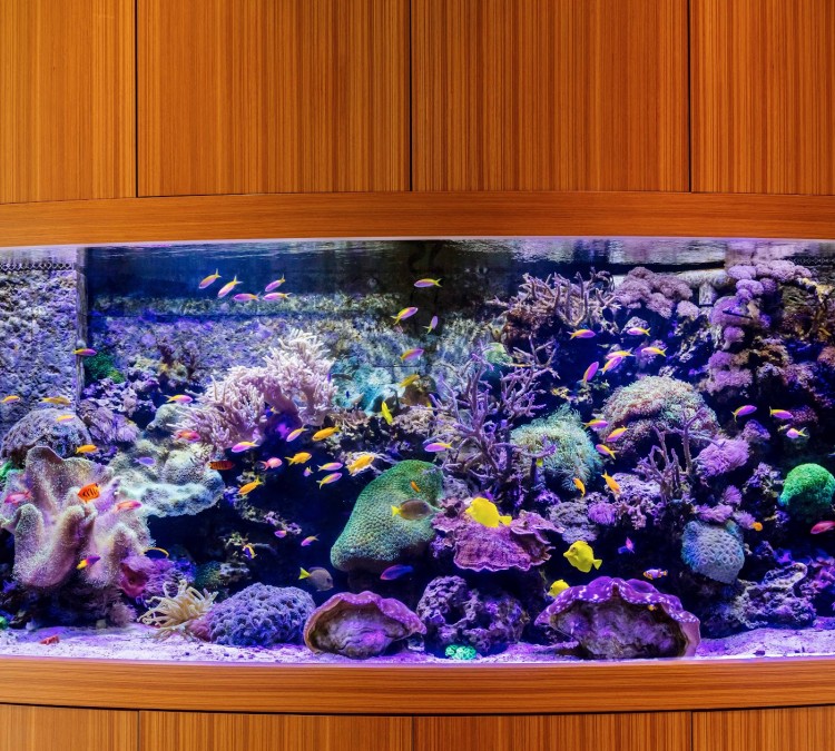 Reef Aquaria Design (Fort&nbspLauderdale,&nbspFL)